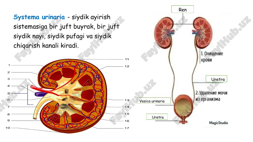 asida bir-biri bilan qo’shilmasdan, old varag’i qarama-qarshi tomondagi shunday varaq bilan qo’shiladi, orqa varag’i umurtqa tanasiga yopishadi  yuqori qutbida ikkala varaq qo’shilgan bo’ladi  pastki qutbida esa qo’shilmagan bo’lib, capsula adiposa yonbosh chuqurchasini to’ldiradigan kletchatka bilan bog’langan 4. corpus adiposum pararenale  fascia pararenalisning tashqari yuzasida joylashgan yog’ tanasi fiksatsion apparati 1.buyrak qoplamalarining barchasi 2.buyrakka qo’shni muskullar: m.quadratus lumborum, m.transversus abdominis, diafragma 3.crus renis - buyrak oyoqchasi (batafsil pastda) 4.peritoneum --- lig.hepatorenale 5.qorin ichki bosimi klinik ahamiyati:  fiksatsiyasi buzilsa, nefroptoz kasalligi kelib chiqadi tashqi tuzilishi yuzalari: 1. facies anterior - yumaloqroq 2. facies posterior - yassilashgan qirralari: 1. margo medialis - botiq 2. margo lateralis - qavariq qutblari: 1. extremitas superior - o’tkirroq 2. 2.extremitas inferior - kengroq va yumaloq https://t.me/anatomy_teach klinik ahamiyatiga misollar: taqasimon buyrak - buyrakning tug’ma pastki qutblarining qo’shilganligi. fiziologik jihatdan normal, anatomik jihatdan ,,noqulay’’. travmaga moyil, homiladorlarda ko’proq bosiladi. segmentlari: buyraklar 5 tadan segmentga …