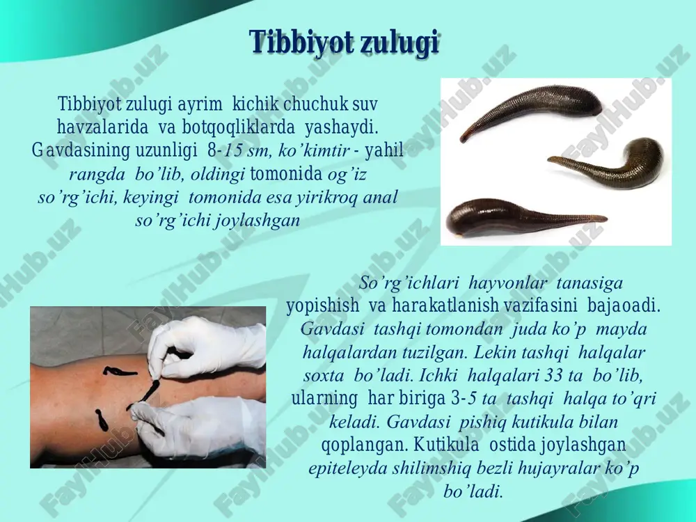 siga o’xshashligi ularni filogenetik jihatdan yassi chuvalchanglar bilan bog’liqligini ko’rsatadi. halqali chuvalchanglar orasida ko’p tuklilar markaziy o’rinni egallaydi. chuchuk suv ko’p tuklilaridan balchiqda va tuproqda yashashga moslashish tufayli kam tuklilar kelib chiqqan. kam tuklilarning bunday keyingi evolyutsiyasi zuluklarning paydo bo’lishiga olib kelgan. okean va dengizlarda yashaydigan molluskalarning chig’anog’i qalin, chuchuk suvdagilariniki yupqa, quruqlikda yashaydiganlariniki kam rivojlangan yoki ko’pincha bo’lmasligi mumkin. parazit formalarining chig’anoqlari butunlay yo’qolgan. chig’anoqlari ustki muguz, o’rta ohak, ichki yaltiroq sadaf qavatidan iborat. mantiya, ya'ni teri burmasi tanasini tashqi tomondan o’rab turadi. mantiya bilan tanasi oralig’ida mantiya bo’shlig’i hosil bo’ladi. mantiya bo’shlig’ida jabralar, sezgi organlari joylashgan. mantiya bo’shlig’iga buyrak, orqa ichak va jinsiy organlarining chiqaruv teshiklari ochiladi. molluskalar tanasi bo’g’imlarga bo’linmagan; ko’pincha mantiya-terisi ajratib chiqargan ohakli chig’anoq ichiga joylashgan. molluskalarning qon aylanish sistemasi halqali chuvalchanglarnikiga nisbatan yaxshi rivojlangan, tomirlarining uchi ochiq bo’lib, qon organlar orasiga quyiladi. yuragi ko’pincha bir kamerali, uch kamerali yoki to’rt kamerali bo’ladi. yurak xaltaga …