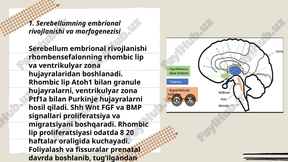 t.me/ziyokortalababot 7. rhombencephalosynapsis: taqdimoti va tashxis usullari rhombencephalosynapsis taqdimoti: tug‘ma cerebellar vermis yo‘qligi bilan ikki yarimsharning birlashishi; klinik belgilar: motor kechikish, gipotonya, ataksiya, okulomotor buzilishlar, kognitiv va nutq rivojlanish buzilishi, ba'zan gidrotsefaliya va epileptik krizlar. tashxis usullari: bosh mri (sagittal va aksial t1/t2) — vermis yo‘qligi va hemisferal birlashishni aniqlaydi; fetal ultratovush cheklangan; fetal mri prenatal tashxisda foydali; qo‘shimcha: oftalmologik baho, neyrofiziologik eeg, differensial tashxis: dandy–walker va joubert sindromlari. ... t.me/slaydai_bot chiari malformatiyalar – bosh suyagi orqasida hindbrainning pasayishi bilan tavsiflanadi. tip i: serebellar tonsillarning foramen magnumga protraktsiyasi; tip ii: vermis va tonsillar tushishi, ko‘pincha meningomyelosel bilan; tip iii: posterior fossa ochiqligi bilan meningoensefalocele herniatsiyasi; tip iv: serebellum hipoplaziyasi/agenesiyasi. asoratlar: gidrosefaliya, syringomieliya, nutq/yutish, nafas olish buzilishlari. diagnostika: mri. davolash: posterior fossa dekompressiyasi, shunt. ... t.me/slaydai_bot serebellar kistalar va struktural deformatsiyalar serebellumning rivojlanish anomaliyalari ichida kistoz va morfologik o‘zgarishlarni o‘z ichiga oladi. kistalar araknoid, dandy‑walker spektri va eksperimental kistalarni o‘z ichiga …