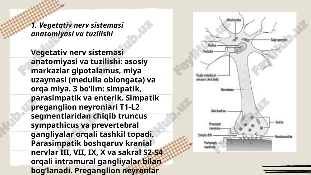k qon aylanishi tomir tonusi arterial va venoz devorlarning reflektor va humoral boshqaruvi bilan belgilanadi; simpatik tonus ortishi α1-reseptorlar orqali vazokonstriksiya va periferik qon oqimini kamaytiradi, β2-reseptorlar orqali vazodilatatsiya yuz beradi. parasimpatik ta'sir bevosita cheklangan, asosiy mediatori asetilxolin va no lokal vazodilatator rolida. barorefleks, cheklovchi va mahalliy autoregulyatsiya periferik perfuziyani saqlaydi. patologiya: ortostatik gipotonya, periferik ishemiya va gipoperfuzion holatlar tomir tonusining buzilishi bilan bog‘liq. ... t.me/slaydai_bot gastrointestinal tizim vegetativ boshqaruvi: parasimpatik innervatsiya – vagus (kranial x) va pelvik splangniklar (s2–s4) mediatsiya qilib peristaltikani va sekretsiyani oshiradi. simpatik innervatsiya – torakolomber (t5–l2) motilitet va sekretsiyani pasaytiradi, sfinkterlarni siqadi va vazokonstriksiya keltiradi. enterik nerv tizimi – 2 asosiy pleksus: auerbach (myenterik) va meissner (submukozal) mahalliy reflekslar, peristaltika va sekretni boshqaradi. transmitterlar: ach eksitator, na inhibitor, no relaxatsiyani taminlaydi. vegetativ nerv sistemasi terminini fanga birinchi marta fransus vrachi m.bisha 1801 yili kiritgan va uning somatic nerv sistemasi faoliyatidan farqini ilmiy jixatdan asoslab bergan. …