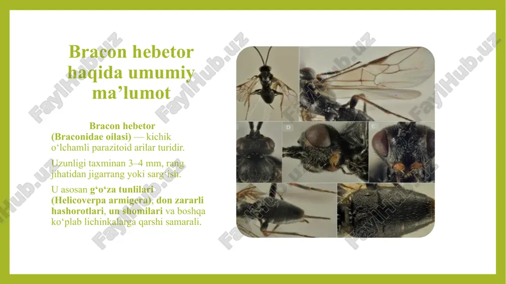 chetvertiy uroven pyatiy uroven obrazets zagolovka shelknite, chtobi izmenit stili teksta obraztsa slayda vtoroy uroven tretiy uroven chetvertiy uroven pyatiy uroven endomafag hashorot — bracon hebetor ( brakon arisi ) reja : 1.brakon hebetor hashorotining umumiy tavsifi va ekologik o‘rni 2.brakon hebetorning biologik xususiyatlari va hayot sikli 3.brakon hebetorning qishloq xo‘jaligidagi ahamiyati kirish endomafag hashorotlar — bu boshqa hashorotlarning tanasida yashab , ularni oziq manbai sifatida ishlatadigan biologik dushmanlardir . ular tabiatda zararkunandalar sonini tabiiy kamaytiradi . shunday turlardan biri — bracon hebetor , paxta , g‘alla va boshqa ekinlarning asosiy zararkunandalariga qarshi samarali parazitoiddir . bracon hebetor haqida umumiy ma’lumot bracon hebetor (braconidae oilasi ) — kichik o‘lchamli parazitoid arilar turidir . uzunligi taxminan 3–4 mm, rang jihatidan jigarrang yoki sarg‘ish . u asosan g‘o‘za tunlilari (helicoverpa armigera) , don zararli hashorotlari , un shomilari va boshqa ko‘plab lichinkalarga qarshi samarali . endomafaglik xususiyati bracon hebetor — ichki parazitoid …