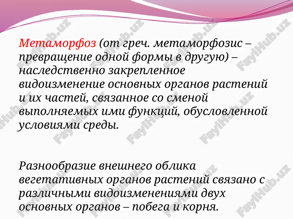 netniy – polzuchie (e) klever polzuchiy metomorfozi pobegov metamorfozi pobegov, kak pravilo, svyazani so spetsializirovannim prisposobleniem k razlichnim usloviyam sredi i usileniem kakoy-libo iz dopolnitelnix funktsiy pobega (opornoy, zapasayushey i t.d.). eto svyazano s osobimi usloviyami vlajnosti, osveshennosti, temperaturnogo rejima, sezonnix ritmov. podzemnie metamorfozi – kornevishe, podzemnie stoloni, kluben, lukovitsa i klubnelukovitsa nadzemnie metamorfozi - stoloni, usi, kolyuchki, fillokladii, kladodii, kaudeksi podzemnie vidoizmeneniya pobegov kornevishe - mnogoletniy podzemniy pobeg, imeyushiy redutsirovannie listya v vide bestsvetnix ili burix melkix cheshuek, v pazuxe kotorix lejat pochki. iz pochek kornevisha formiruyutsya ego bokovie otvetvleniya i nadzemnie pobegi. kluben - metamorfoz pobega s yarko virajennoy zapasayushey funktsiey steblya, nalichiem cheshuevidnix listev, kotorie bistro sshelushivayutsya, i pochek, formiruyushixsya v pazuxax listev (nazivaemix glazkami). klubni obrazuyutsya iz podzemnix stolonov. lukovitsa - eto ukorochenniy podzemniy pobeg, steblevaya chast kotorogo nazivaetsya dontsem. v lukovitse razlichayut 2 tipa vidoizmenennix listev: s cheshuevidnimi sochnimi osnovaniyami, zapasayushimi vodu s rastvorennimi v …