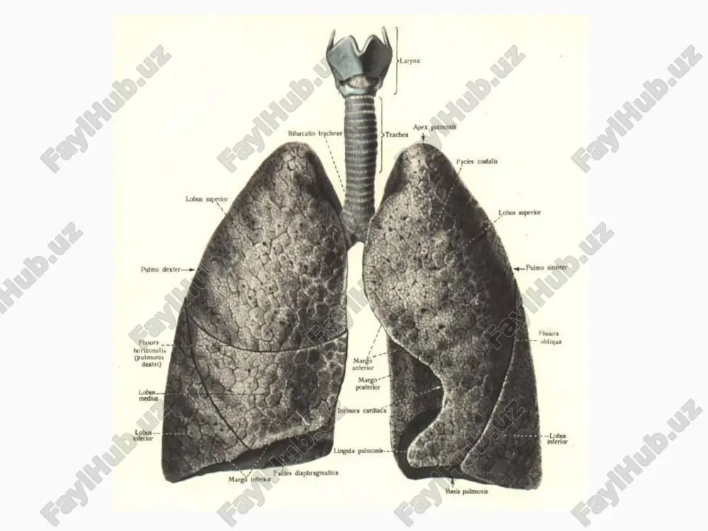 o'qolishi 3 ahvoli yaxshilanishi (klinik va rentgenologik belgilar saqlanishi bilan) 4 surunkali abstsessga o'tishi 5 asoratlar rivojlanishi, ahvol yomonlashishi va o'lim qo'p sonli o'tkir abstsesslar 2. to'qima sekvestri 3. pastki bo'lakdagi abstsess 4. bo'shliq diametri 5 sm dan ziyod image1.jpg image2.jpg image3.jpg image4.jpg image5.jpg image6.jpg image7.jpg image8.png image9.png image10.png image11.png image12.png image13.png image14.png image15.png image16.png image17.png image18.png image19.png image20.png image21.png image22.png image23.png image24.jpg image25.jpg image26.jpg image27.jpg image28.jpg image29.jpg image30.jpg image31.jpg image32.jpg image33.jpg image34.jpg image35.jpg image36.jpg image37.jpg image38.jpg image39.jpg image40.jpg image41.jpg image42.jpg image43.jpg image44.jpg image45.jpg image46.jpg image47.jpg image48.jpg image49.png image50.jpg image51.jpg image52.jpg image53.jpg image54.jpg image55.jpg image56.jpg image57.jpg image58.jpg image59.jpg image60.jpg image61.jpg image62.png image63.jpg image64.jpg image65.jpg image66.jpg image67.jpg image68.jpg image69.jpg image70.jpg image71.jpg image72.jpg image73.jpg image74.jpg image75.jpg image76.jpg image77.png image78.jpg image79.jpg image80.jpg image81.jpg image82.jpg image83.jpg image84.jpg image85.jpg image86.jpg image87.jpg image88.jpg image89.jpg image90.jpg image91.jpg image92.jpg image93.jpg image94.jpg image95.png image96.png image97.jpg image98.png image99.jpg image100.jpg image101.jpg image102.jpg image103.jpg image104.jpg image105.jpg image106.png image107.jpg image108.jpg image109.jpg image110.png image111.png …