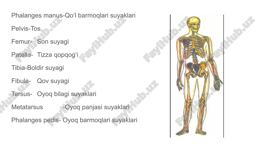 ‍⚕️ teri tizimi – systema integumentale cutis teri epidermis teri usti qavati derma teri osti qavati glandula sudorifera ter bezlari glandula sebacea yog‘ bezlari pilus soch unguis tirnoq stratum corneum rojaviy qavat stratum basale asosiy qatlam image1.jpeg image2.jpeg image3.jpeg image4.jpeg