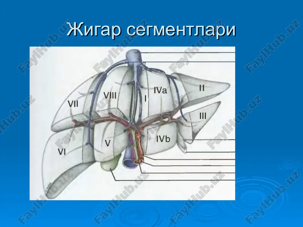 kal 28-78%. * diagnostika ultrosonografiya teri orkali gepatoxolangiografiya - erpxg - kt - yamrt - bilirubin, xolesterin, shf * * opuxoli proksimalnix otdelov jelchnix protokov opuxol bds i tox erpxg (n=228) mr - xolangiopankreatografiya magnitno-rezonansnaya xolangiopankreatografiya (mrxpg) pozvolyaet poluchat tselostnoe pryamoe izobrajenie kak jelchevivodyashey sistemi, tak i protokov podjeludochnoy jelezi bez vvedeniya kontrastnix veshestv i interventsii v sistemu jelchevivodyashix protokov. * xirurgik davo radikalnoe davo 15% xollardagina bajarish imkonini beradi ( xoledoxni usma bilan rezektsiya kilish), xoledox supraduodenal kism rakida - pdr.) * * xirurgik davo simptomatik xirurgik davo 70% bemorlarda bajarish imkoni buladi («stentlash», rekanalizatsiya , biliodigestivniy anastomoz, tashki xolangiostomiya, teri orkali gepatikostomiya) * * endoskopicheskoe stentirovanie biliarnix protokov etapi stentirovaniya do stentirovaniya ustanovka stenta posle stentirovaniya narujno-vnutrenee drenirovanie (n=38) narujno-vnutrenee drenirovanie ximioterapiya kam effektiv - 5-fu, ftorafur,kapitsitabin, mitomitsin, doksorubitsin kabi preparatlar ishlatiladi. prognoz simptomatik va palliativ operatsiyalardan sung yashash kursatkichi 6-19 oy, radikal operatsiyalardan sung – urtacha 23 …