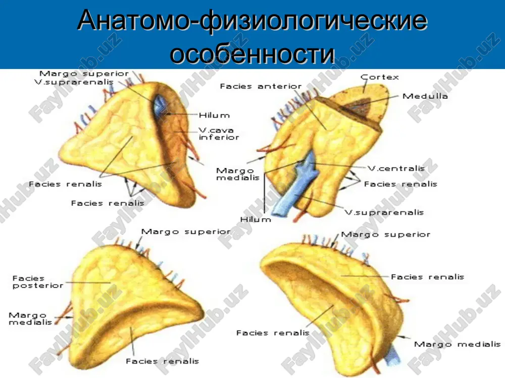 ntatsiya koji i sliz.obolochek poxudanie obshaya slabost, asteniya, depressiya arterialnaya gipotenziya dispepsicheskie rasstroystva pristrastie k solenoy pishe pristupi gipoglikemii diagnostika v postanovke diagnoza naibolshee znachenie iz laboratornix issledovaniy imeyut snijenie urovnya 17-oks v plazme i 17-ks v sutochnoy moche, snijenie urovnya saxara v krovi natoshak i uploshennaya saxarnaya krivaya. v norme soderjanie 17-oks v plazme po metodu portera - silbera v modifikatsii yudaeva i pankova sostavlyaet 50-200 mkg/l. v moche po metodu portera - silbera soderjanie 17-oks sostavlyaet ot 2,5 do 5,5 mg; 17-ks dlya jenshin - 6-13 mg v sutki i dlya mujchin - 9-23 mg v sutki. vne kriza v obshem analize krovi nablyudayutsya anemiya, otnositelnoe uvelichenie limfotsitov i eozinofilov, zamedlennaya soe. dlya bolezni addisona xarakterni nalichie ili ukazanie na tuberkulez v anamneze, gipotoniya, adinamiya, pigmentatsiya koji, osobenno na otkritix mestax, v kojnix skladkax i mestax treniya odejdi, jeludochno-kishechnie rasstroystva, snijenie urovnya saxara v krovi i uploshenie saxarnoy …