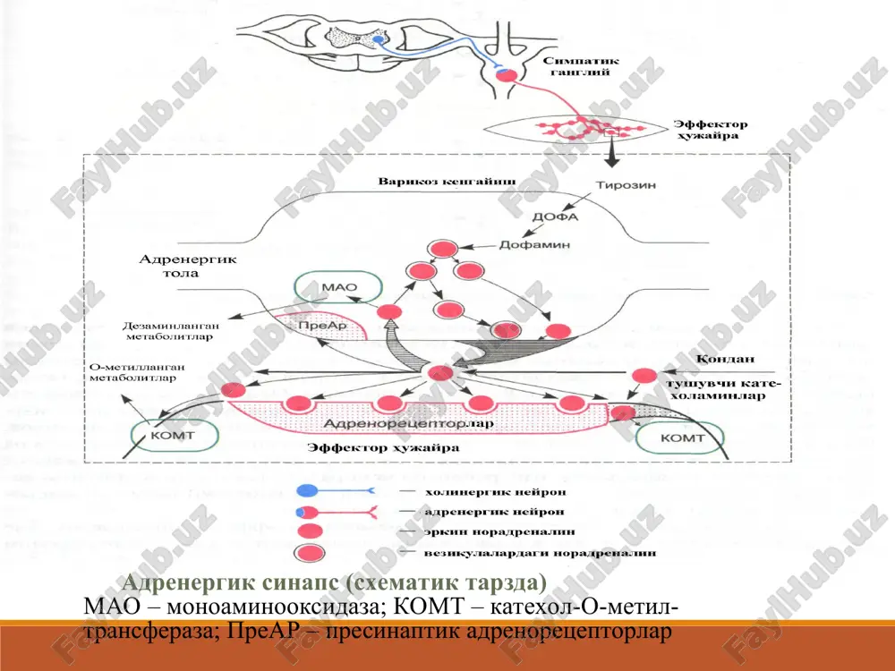 amara; “-” belgisi – susaytiruvchi samara α-β-adrenomimetiklar. adrenalin(0,1%-1ml. amp p/k) buyrak usti bezining miya kismidagi xromafin xujayralarida ajraladigan gormon, tabiiy va sintetik yul bilan olinadi. fiziologik kontsentratsiyalarida fakat β-adrenoretseptorlarni kuzgatadi, katta kontsentratsiyalarda α adrenoretseptorlarni xam qo'zgatadi. yurakning qisqarishlarning soni va kuchi ortadi (yurakning minutli va sistolik xajmi ortadi), a/d kutariladi kuz korachig'i kengayadi lekin kuzning ichki bosimi oshmaydi (chunki tomirlar torayadi va suyuklik ishlab chikish pasayadi) bronxlarning sillik mushaklari bushashadi. mitning sfinkterlari tonusi oshadi lekin a'zolar tonusi va xarakati pasayadi tavsiya etiladi: anafilaktik shok (bronx.kengay tirish, a/d kutarish) bronxial astma xurujlarida gipoglikemik komada maxalliy anesteziyada ochik burchakli glaukomada ko'z qorachig'ini kengaytirish uchun. yurak tuxtab kolganda (interakardial) adrenalin yurak qorinchalari ekstrosistoliyasiga olib kelishi mumkin (ayniksa miokardni unga sezgirligini oshiruvchi moddalar ta'sirida ftoratan, tsiklopropan) noradrenalina gidrotartrat (-0,2%-1ml.) α- β adr ni (β-2 kuchsizrok) bevosita qo'zg'atadi. qon bosimi kuchli, bir necha minut oshadi (chunki teri, shillik kavatlari, mit a'zolarini, buyrak kon tomirlarini toraytirib …
