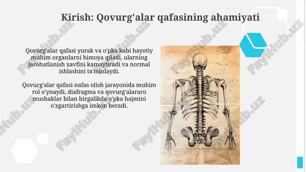 va ularning kengligi har xil: old tomonda 1-2 sm, orqa tomonda esa kamroq. ularning ichida qon tomirlari va nervlar joylashgan. qovurg'alararo mushaklar ikki qavatdan iborat: tashqi va ichki. tashqi mushaklar nafas olishda qatnashsa, ichki mushaklar nafas chiqarishda yordam beradi, bu esa nafas olish jarayonini ta'minlaydi. qon tomirlari va nervlar ta'minoti qovurg'alararo arteriyalar, asosan, orqa qovurg'alararo arteriyalardan (aorta) va oldingi qovurg'alararo arteriyalardan (ichki ko'krak arteriyasi) kelib chiqadi, 9-11 ta juftligi esa diafragmani qon bilan ta'minlaydi. qovurg'alarning nerv ta'minoti qovurg'alararo nervlar (t1-t11 ko'krak nervlarining oldingi shoxlari) orqali amalga oshiriladi; ular qovurg'alararo arteriyalar bilan birga qovurg'a osti yuzasi bo'ylab tarqaladi va sezgir, motor tolalariga ega. qovurg'alar qafasining funksiyalari va klinik ahamiyati qovurg'alar qafasi hayotiy organlarni, xususan, yurak va o'pkalarni mexanik shikastlanishdan himoya qiladi. bu himoya 12 juft qovurg'alar va sternum bilan ta'minlanadi. qovurg'alar qafasi nafas olish jarayonida muhim rol o'ynaydi. uning kengayishi va torayishi havo almashinuvini ta'minlaydi, bu jarayonda diafragma va qovurg'alararo mushaklar …