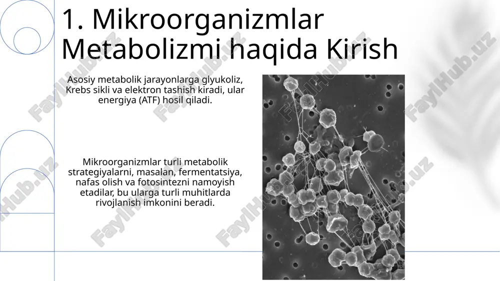 mikroorganizmlarda moddalar almashinuvi - Page 3