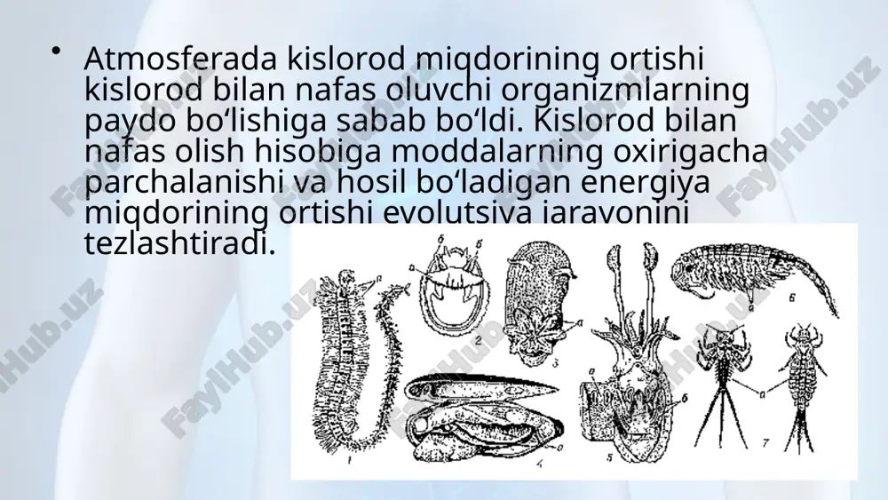 "hayvonlarning nafas olish organlari evolutsiyasi" dars ishlansi - Page 3