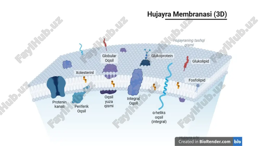 an fermentlar bo’ladi qon guruhi a bo’lgan insonlarda n-asetilgalaktozamin qo’shilgan enzimlarda ham mavjud qon guruhi b bo’lgan insonlarda esa ekstra galaktoza qo’shadigan fermentlar bo’ladi. ab qon guruhiga ega bo’lgan insonlarda ham a ham b antigenlarni sintezlaydi. o guruhi (h moddasi) glc – gal – galnac – gal – fuc a guruhi glc – gal – galnac – gal – fuc + n-asetilgalaktozamin (galnac) b guruhi glc – gal – galnac – gal – fuc + galaktoza (gal) ab guruhi glc – gal – galnac – gal – fuc + galnac va gal membrana oqsillari membrana oqsillari, membrananing tuzilish jihatdan butunligini va spesifik funksiyalariga javobgardir. hujayra membranasini hosil qiluvchi oqsillar integral oqsillar periferik oqsillar membranada 30% nonkovalent bog’ membranda oqsili 70% membrana kanal 1. ferment-oqsillar 2. retseptor oqsillar 3. transport oqsillar •transport oqsillariga kiradi: •kanal hosil qiluvchi bakterial oqsillar – porinlar, uch o’lchamli oqsillar, suv bilan to’lgan va 600 da gacha …