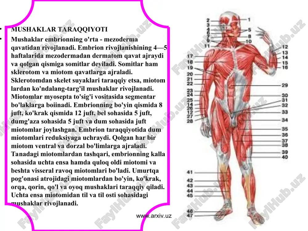 r, m. latis-simus dorsi mushaklari misol bo'la oladi. ventral miotomlarining taraqqiyoti jarayonida tanadan va kalladan qo'l yoki oyoq mushaklarining harakatini ta'minlashga ko'chgan mushaklarga trunkofugal mushaklar deyiladi. trunkofugal mushaklarga kalladan ko'chgan m. sternocleidomastoideus, m. trapezius va lanadan ko'chgan m. rhomboideus, m. levator scapulae, m. serratus anterior, m. subclavius, m. omohyoideus mushaklari misol bo'la oladi. www.arxiv.uz www.arxiv.uz skelet muskullarining shakli. a— duksimon; b— yarim patsimon; v— ikki tomonlama patsimon; g— ikki boshli muskul; d— serbar mus-kul; e— ikki qorinli muskul; j— pa­rallel tolali uzun muskul; 1— muskul-ning payi; 2— muskulning bosh qismi; 3— muskulning qorin qismi; 4— mus­kulning tanasi; 5— muskulning payli belbog'lari. www.arxiv.uz www.arxiv.uz a. odam tanasi skelet muskullarining oldindan ko’rinishi. 1. peshona muskul 2. ko’zning aylana muskuli. 3. og’izning aylana muskuli. 4. chaynov muskul. 5. chakka muskul. 6. chaynov muskul. 7. to’sh o’mrov so’rgichsimon muskul 8. deltasimon muskul. 9. ko’krakning katta muskuli. 10. yelka muskul. 11. qorinnning tashqi qiyshiq muskuli. …