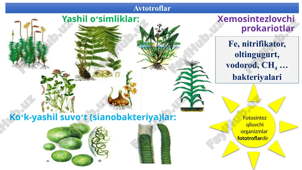 j dtm masalasi muskul to‘qimasi hujayralaridagi energiya almashinuvi jarayonining ikkinchi bosqichida 5 molekula glukoza parchalangan bo‘lsa, shu bosqichda qancha kj energiya atf ning energiyaga boy fosfat bog‘lariga bog‘lanadi? avvalo energiya almashinuvining ii bosqich reaksiya tenglamasini yozib olamiz: c6h12o6 + 2h3po4+2adf = 2c3h6o3 + 2atf + 2h2o + e (200 kj) shu bosqichdagi energiya sarfini yozamiz: 200 kj → 1 molekula glukoza ______ 80 kj 5 molekula glukoza ______ x kj x = 400 kj demak, 400 kj energiya atf bog‘lariga bog‘lanadi. dtm masalasi sebarga o‘simligi barg eti hujayralarida quyosh energiyasi hisobiga 90 molekula glukoza sintezlangan bo‘lsa, shu vaqtda aerob sharoitda sintezlangan atf miqdorini toping. dastlab yorug‘lik ta’sirida o‘simlik xloroplastlarida sodir bo‘ladigan jarayonnining qisqacha reaksiya tenglamasini yozib olamiz: 6co2 + 18atf + 12 org. birikma h2 = c6h12o6 + 6h2o + 18adf + 18h3po4 + org. birikma 9 – sinf darsligining 33-§ dan ma’lumki, o‘simlik mitoxondriyalarida xloroplastlardagidan 30 marta kam atf …