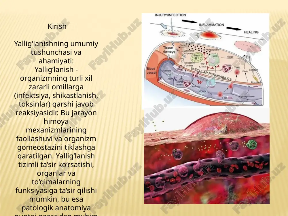azish: hujayralar proliferatsiyasi va differentsiatsiyasini boshqaradi. regeneratsiya: htm jarohat bitishida ishtirok etadi. 3. hujayra va htm o‘zaro ta’siri: integrinlar: hujayralar htm bilan o‘zaro ta’sir qilish uchun yuzadagi integrinlar yordamida signalni qabul qiladi. bu o‘zaro ta’sir hujayralarning harakati, bo‘linishi va rivojlanishini boshqaradi. 4. htmning patologik o‘zgarishlari: fibroz: kollagenning ortiqcha sintezi natijasida matriksning hajmi va tarkibi buziladi. skleroz: htmning strukturaviy o‘zgarishi organlarning qattiqlashuviga olib keladi. to‘qima regeneratsiyasi mexanizmi 1. regeneratsiya tushunchasi: fiziologik regeneratsiya: doimiy jarayon bo‘lib, hujayralar o‘limi o‘rnini to‘ldirish uchun sodir bo‘ladi (masalan, teri epiteliyasi). patologik regeneratsiya: shikastlangan to‘qimalarni tiklash jarayoni. 2. hujayra proliferatsiyasi va differentsiatsiyasi: shikastlanishdan keyin hujayralar o‘z-o‘zini bo‘lish va differentsiatsiya qilish orqali regeneratsiyani ta’minlaydi. bu jarayonda matritsa signallari va o‘sish faktorlarining roli katta. 3. regeneratsiyani boshqaruvchi omillar: o‘sish faktorlarining roli: egf (epidermal growth factor): hujayra bo‘linishini rag‘batlantiradi. fgf (fibroblast growth factor): fibroblastlarni faollashtiradi, angiogenezni qo‘llab-quvvatlaydi. tgf-β: yangi hujayra hosil bo‘lishini va to‘qimalarni modifikatsiyasini boshqaradi. 4. jarohatni tuzatish va …