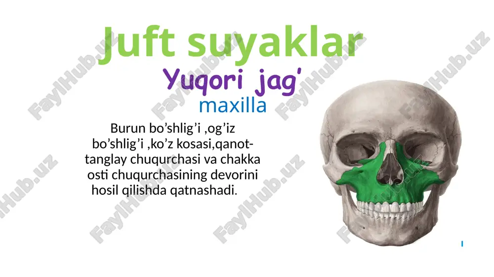 asi bilan birlashadi. 3)margo lateralis yoki anterior –yuqori jag’ suyagini peshona o’simtasi bilan birlashadi. 4)margo medialis yoki posterior –g’alvirsimon suyakdagi lamina orbitalis bilan birlashadi. 2ta yuzasi bo’adi: facies lateralis facies medialis margo lateralis da egat –sulcus lacrimalis bo’lib ,bu yuqori jag’ suyagidagi sulcus lacrimalis bilan birlashib ,fossa sacci lacrimalis ni hosil qiladi .bu chuqurcha kanal-canalis nasolacrimalis bo’lib davom etadi va pastki burun yo’liga ochiladi. ko’z yosh suyagining lateral yuzasida ilmoq –hamulus lacrimalis bo’ladi. pastki burun chig’anog’i concha nasalis inferior burun bo’shlig’ining ichida joylashadi.alohida suyak hisoblanadi.u o’rta burun yo’lining pastki devorini ,pastki burun yo’lining yuqorigi devorini hosil qilishda qatnashadi. 3ta o’simtasi bo’ladi: 1)processus lacrimalis 2)processus ethmoidalis 3)processus maxillaris toq suyaklar dimog’ suyagi vomer plastinkasimon tuzilishga ega bo’ladi. 2ta cheti bor: 1)margo superior 2)margo posterior yuqorigi cheti g’alvirsimon suyakning perpindikulyar plastinkasi bilan birlashib ,burun to’sig’i-septum nasi hosil qiladi. dimog’ suyagida 1juft qanot-ala vomer bo’lib ,ular orasida esa egat –sulcus vomer bo’ladi. pastki …