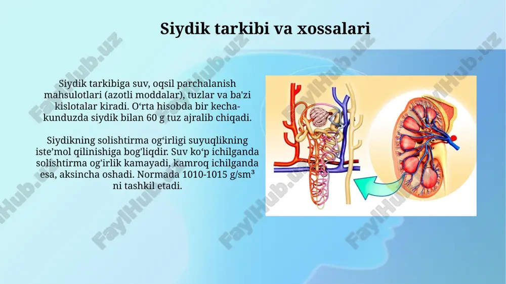 nervlar esa kamroq rol o'ynaydi. buyrak kapsulasida ko'p miqdorda retseptorlar joylashgan, ular orqali afferent tolalar chiqadi, bu esa buyrak faoliyatini sezish va boshqarish imkonini beradi. yukstaglomerular kompleks yukstaglomerular kompleks (yugk) afferent arteriol devorida joylashgan 15-20 mikron o‘lchamdagi ixtisoslashgan mioepiteliy hujayralaridan iborat bo‘lib, reninni sintezlaydi va saqlaydi. yugk tarkibidagi makula densa hujayralari 125-135 mosm/l natriy xlorid konsentratsiyasiga sezgir bo‘lib, glomerul filtratsiya tezligini (gfr) avtomatik ravishda tartibga soladi. koptokchalardagi filtratsiya koptokchalardagi filtratsiya jarayoni 100 a° (angstrem) gacha boʻlgan molekulalarni oʻtkazadigan, diametri taxminan 0.01 mikrometrlik teshiklar orqali amalga oshiriladi, bu plazma tarkibiy qismlarining saralanishiga olib keladi. molekulyar ogʻirligi 70 000 dan ortiq boʻlgan yirik molekulalar filtratdan oʻtmaydi, shuning uchun globulinlar kabi oqsillar koptokcha filtriga tushmaydi, ammo mayda oqsillar siydik bilan chiqarilishi mumkin. kanalchalardagi reabsorbtsiya organizmdan chiqarib tashlanadigan siydik kapsulalarda hosil boʻladigan birlamchi siydikka qarama-qarshi oʻlaroq oxirgi siydik deb ataladi. birlamchi siydikdan katta farq qiladi. oxirgi siydikda qand, aminokislotalar va baʼzi bir tuzlar boʻlmaydi, …