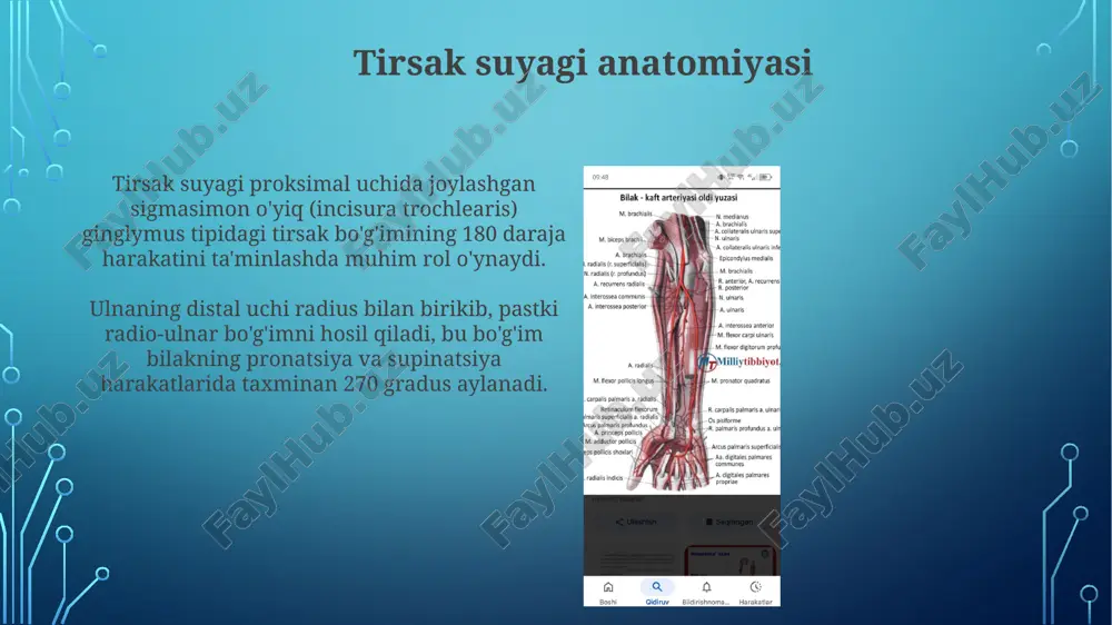 r, ular braxial arteriyadan keladigan medial epikondil atrofida arterial arkada hosil qiladi. bu anastomoz 85 ml qon yetkazib beradi. limfa drenaji elkaning limfa drenaji yuza va chuqur tizimlarga bo'linadi, yuza tomirlar teri ostidan boshlanib, 1-2 ta kubital limfa tugunlariga yo'naltiriladi. tirsak bo'g'imining limfa tomirlari, asosan, bilakning chuqur venalari bo'ylab harakatlanadi, keyin esa braxial venalar bo'ylab 3-4 ta braxial limfa tugunlariga boradi. klinik ahamiyatga ega nuqtalar kubital kanal sindromi, ulnar nerv kompressiyasi, bemorda iv va v barmoqlarda sezuvchanlik yo'qolishi va qo'l mushaklarining zaiflashishi kabi alomatlar bilan namoyon bo'ladi. epicondilit (tennis tirsagi) lateral epikondilda og'riq bilan xarakterlanadi, bilakni ekstansiya qiluvchi mushaklarning zo'riqishi natijasida kelib chiqadi, 70% hollarda konservativ davo samara beradi. tirsak bo'g'imi shikastlanishlari tirsak chiqishi ko'pincha yiqilish natijasida yuzaga keladi, bu esa humerus va ulna orasidagi normal munosabatning buzilishiga olib keladi; 60% dan ortiq hollarda orqa chiqishlar kuzatiladi. lateral epikondilit, tennis tirsagi sifatida ham tanilgan, extensor carpi radialis brevis tendonining ortiqcha …