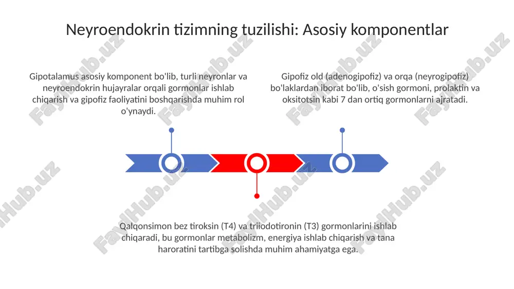 neyroendokrin tizimining struktur funksional tavsifi - Page 3