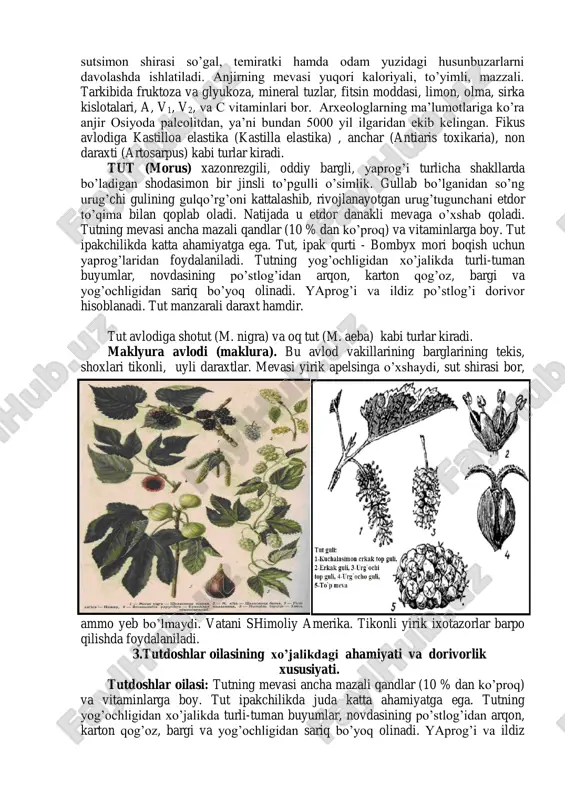 ullar: erkak (changchili), kalta, past bo’yinchali, urug’chili (urg’ochi) va baland bo’yli urug’chili (urg’ochi) meva hosil qiladiganlari rivojlanadi. baland bo’yli urug’chili gullar maxsus to’pgullarda rivojlanib yirik sersuv anjir yoki figa deb ataladigan to’p mevaga aylanadi. bu to’pgul ichida uzunligi bir necha millimetr keladigan juda ko’p miqdorda anjirning urug’lari hosil bo’ladi. boshqa sikoniylar kichkina, qattiqligicha qoladi hamda ularda blastofaga arisining lichinkalik davri o’tadi. anjirning yovvoyisida har ikkala tipdagi to’pgullari bitta daraxtda bo’ladi, madaniylashganlarida esa baland bo’yli urug’chali, urg’ochi to’pgullar figa deb ataladigan daraxtlarda erkak to’pguli va past bo’yli bo’yinchali urg’ochi galla deb ataladigan to’pgullar kaprifiga deb ataladigan daraxtlarda rivojlanadi. shunga ko’ra, ularning to’pgullari va to’pmevalarini figa va kaprifiga deb ataladi. anjir yil bo’yi ko’p marta gullaydi. kaprifigalar odatda 3 avlod to’pgul: erta bahorgi, yozgi, kuzgi nasl beradi. kuzgilari erkak gullarini hosil qilmaydi va shunga ko’ra, blastofaga arilarining rivojlanishi uchun inkubator bo’lib xizmat qiladi. figalarda 1-2 marta yozgi va kuzgi to’pgullar hosil bo’ladi …