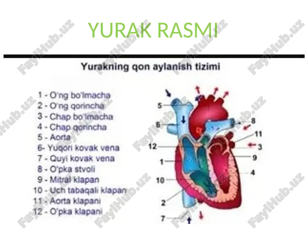 qon aylanish sistemi - Page 3