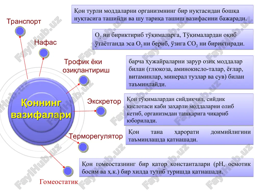 va oh- ionlarini yaxshi o'tkazadi. eritrotsit tarkibidagi quruq moddaning 90% ini gemoglobin tashkil etadi gemoglobin molekulyar og'irligi 64458 ga teng murakkab xromoproteid bo'lib, globin oqsili va 4 molekula gemdan tuzilgan. temir atomi bo'lgan gem molekulasi o2 molekulasini biriktira va bera oladi. ayni vaqtda o2 gazini biriktirib oladigan temirning valentligi o'zgarmaydi, ya'ni temir ikki valentligicha qoladi. gem gemoglobinning aktiv – prostetik guruhi, globin esa gemni olib yuruvchi oqsildir. sog'lom erkaklarning qonida 14-16 g% (140-160 g/l), ayollarda esa 12-14 g% (120-140 g/l) gemoglobin bor. organizmdagi gemoglobining umumiy miqdori 700 gramm. gemoglobin gemoglobinning kimyoviy birikmalari oksigemoglobin – hbo2 - gemoglobining kislorodli birikmasi. u arteriya qonida ko'p bo'ladi. qaytarilgan yoki reduktsiyalangan gemoglobin – hb – kislorodni bergan gemoglobin. 3. karbgemoglobin – hbco2 – gemoglobinning so2 bilan birikmasi. u vena qonida uchraydi gemolizni yuzaga keltiruvchi omillarning xarakteriga ko'ra gemolizning bir qancha turlari bor: kimyoviy gemoliz eritrotsitlarning oqsil-lipid tabiatga ega qobig'ini emiruvchi moddalar (efir, xloroform, spirt, …