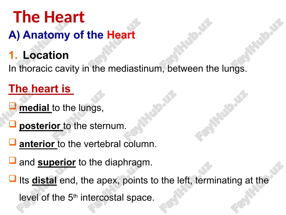 etween the atria and the ventricles av valves prevent backflow into the atria when ventricles contract chordae tendineae anchor av valves to papillary muscles semilunar valves prevent backflow of blood into the ventricles aortic semilunar valve lies between the left ventricle and the aorta pulmonary semilunar valve lies between the right ventricle and pulmonary trunk heart valves heart valves atrio-ventricular valve function (b) semilunar valve function image1.jpeg image2.jpeg image3.jpeg image4.jpeg image5.jpeg image6.jpeg image7.jpeg image8.jpeg image9.jpeg image10.jpeg image11.jpeg image12.jpeg image13.jpeg image14.jpeg image15.jpeg image16.png /docprops/thumbnail.jpeg