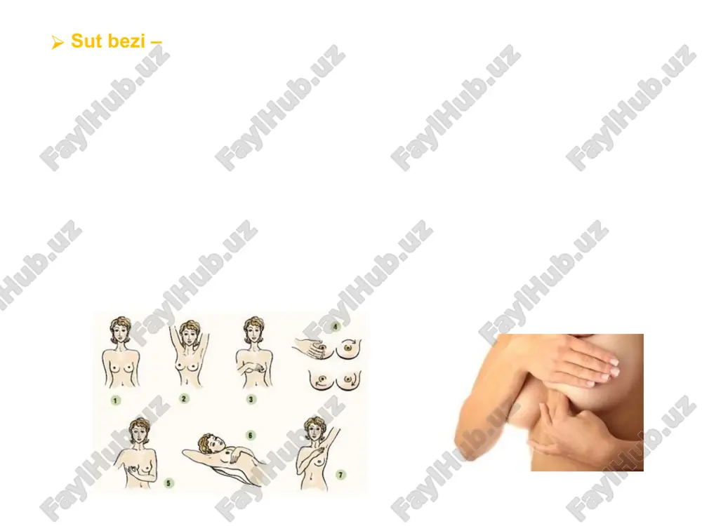 g’on kapsula sut bezlarining yallig’lanishli o’zgarishlari mr- tomogramma absses mammogramma mastit exogramma absses sut bezlari o’smasi rentgenologik mammografiya: patologik hosilalar konturlari notekis, ko'pincha patologik kalsifikatsiyalar bilan utt, mrt: to’qimali hosilalar, dopplerografiyada – gi[pervaskulyar hosila kontrastli mrt: rkmning xavfli o’smada to’planishi radionuklidli metod: o'smaning qattiq komponentilarida rfp to'planishining oshishi sut bezlari o’smasi bir fotonli emission kompyuter tomogramma mammogramma exogramma mr- mammogramma image2.jpeg image3.jpeg image4.jpeg image5.jpeg image6.jpeg image7.jpeg image8.png image9.png image10.png image11.png image12.png image39.png image14.png image15.jpeg image16.jpeg image17.jpeg image18.jpeg image19.jpeg image20.png image21.png image22.png image23.png image24.png image25.png image26.png image27.png