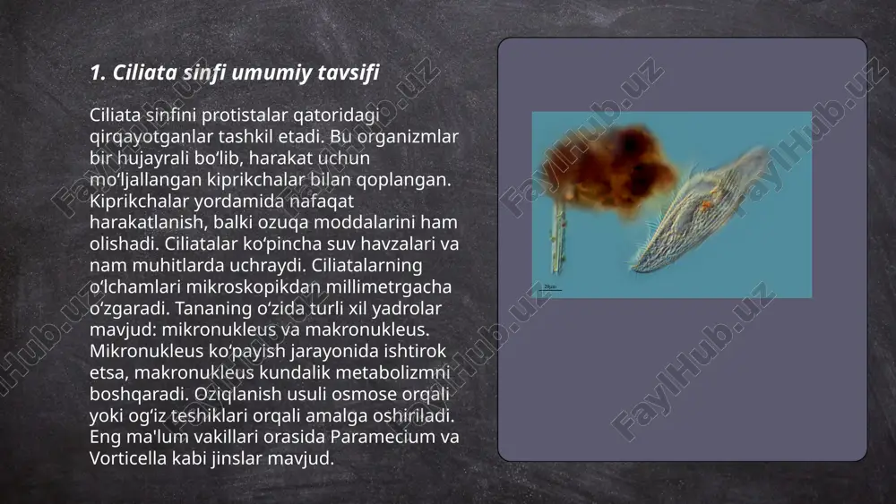 tib, ozuqa zanjirining birinchi pog‘onasini tashkil qiladi. bu organizmlar planktonik hayvonlar uchun oziqa bo‘lib xizmat qiladi va shu tariqa yirik baliqlar va suv ekotizimlaridagi boshqa hayvonlar uchun oziq-ovqat zanjirining asosi sifatida ahamiyat kasb etadi. bundan tashqari, kiprikli infuzoriyalar suvning biokimyoviy aylanishida ishtirok etib, suv sifatini yaxshilashga yordam beradi. ushbu zamburug‘lar 1000 dan ortiq turga ega bo‘lib, ularning har biri o‘ziga xos ekologik vazifalarni bajaradi va biologik xilma-xillikni ta'minlaydi. ... t.me/slaydai_bot 7. ciliata sinfining filogenetik o‘rni ciliata, yoki infuzoriyalar, bir hujayrali organizmlar bo‘lib, protistlar olamiga kiradi. ular odatda suv havzalarida yashaydi va turi ko‘p. ciliata hujayrasining yuzasi kirpikka o‘xshash tuzilmalar bilan qoplangan bo‘lib, bu kirpiklar harakatlanish va oziq-ovqatni tutib olish uchun ishlatiladi. infuzoriyalar evolyutsiya jarayonida eukaryotlar ichida rivojlangan va yuqori darajadagi murakkab tuzilishga ega. molekulyar filogeniya tadqiqotlari ularning alveolatlar (masalan, dinoflagellatlar va apicomplexa) guruhiga yaqinligini ko‘rsatadi. ular ichidagi turlar soni mingdan oshiq bo‘lib, har qanday ekotizim uchun muhim ahamiyat kasb etadi. …