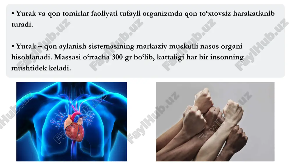 varaq visseral varaq 1. endokard – yupqa (0.6 mm ga yaqin) qobiqdan iborat bo‘lib, yurakning barcha bo‘shliqlarini ichki tomondan o‘rab turadi (jumladan, klapanlar, xorda iplari va so‘rg‘ichsimon muskullarni ham). – muskul qavati bo‘lib, yurakning asosiy qismini tashkil etadi. • muskul qavatida yurakning qisqarishini ta'minlaydigan qisqaruvchi tolalar joylashgan. yurakning muskul qavati hujayralari deyiladi. 1. endokard 2. miokard kardiomiotsitlar • kardiomiotsit: kardio - yurak, mio - muskul, sitos - hujayra. • qisqaruvchi tolalarni hosil qiladigan bu hujayralar neksuslar orqali o‘zaro tutashgan bo‘ladi. neksuslar hujayraga impulslar o‘tishini ta'minlaydigan tirqishlar hisoblanadi. ular barcha muskul tolalarini ritmik va sinxron (birgalikda) qisqarishini ta'minlaydi. • shuningdek, muskul qavatida o‘tkazuvchi tolalar (impuls o‘tkazish vazifasini bajaradi) va peysmeyker hujayralar (impuls hosil qiladi) ham joylashgan. • kardiomiotsit: kardio - yurak, mio - muskul, sitos - hujayra. • eng qalin muskul qavati chap qorinchada bo‘ladi: 9 - 12 mm. chunki chap qorincha yuqori bosim hosil qilib, aortaga qon haydab beradi. • …