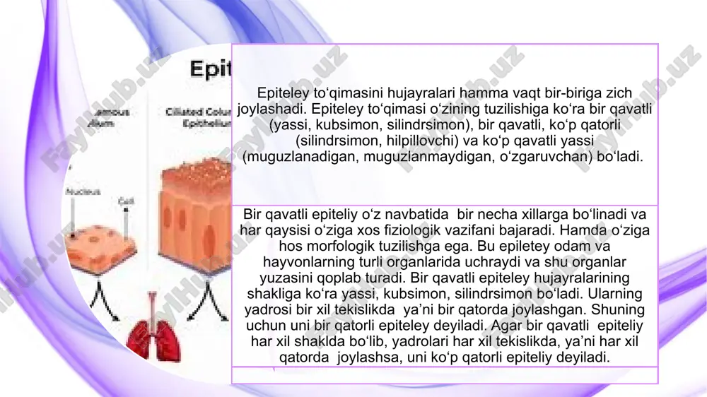 eley turi ajratish organlari uchun xosdir. u odatda bо‘yrak siydik yо‘li va qovuq ichki yuzalarini qoplaydi. epiteliy hujayralari о‘z hajmini о‘zgartirib turadigan organlar yuzasini qoplab, bevosita konsentrlangan siydik moddasi ta’sirida bо‘ladi va о‘ziga xos morfologik tuzilishi bilan fiziologik moslashishga ega. bu epiteliyning hujayralari shakli qovuqning funksional holatiga bog‘liq. uni mikroskop ostida kо‘rganimizda ichki qavat bо‘lib joylashganligi kо‘zga tashlanadi. ya’ni bazal va yopqich qavat hujayralaridan iborat. bazal hujayralar kichik, metodik yо‘l bilan kо‘payish xususiyatiga ega. tо‘qimaning yuza qismi yassi hujayralardan iborat yopqich qavatni tashkil etadi. qovuq siydik bilan tо‘lib turgan vaqtda epiteliy tortilib, yupqalashadi, hujayralar о‘z shaklini о‘zgartiradi. qovuq bо‘shaganda esa yana о‘z xoliga qaytadi.. epiteley ostida uzunasiga va kо‘ndalangiga kesilgan zich biriktiruvchi tо‘qima va tomirlar yotadi. kо‘p qatorli hilpillovchi kiprikli epiteley. bu turdagi epiteliy sut emizuvchilarning traxeyasini ichki yuzalarini qoplab turadi. uning о‘ziga hos belgilari kо‘p qatorliligi kiprikchalari va qadahsimon hujayralarini bо‘lishidir. bu epiteliyni turini kо‘rish uchun preparatni dastlab kichik …