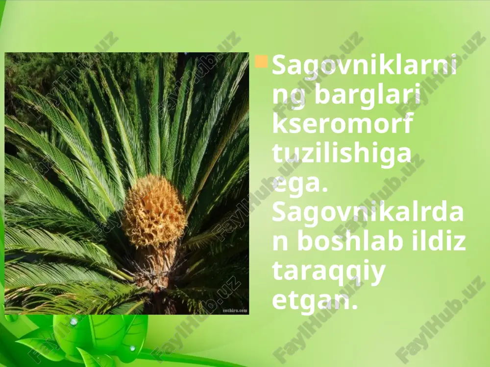 ochiq urug‘lilar bo‘limi - Page 3