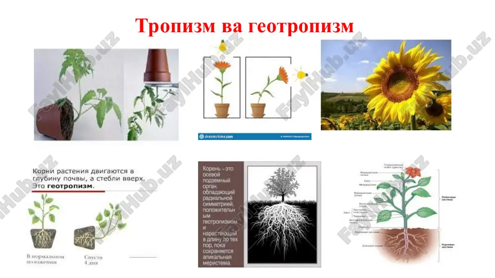 н ва ташқи қўзғатувчилар таъсирида остида, тананинг беихтиёр стереотипли реакциясидир. бу, масалан, бирор аъзони оғриқли қўзғатувчидан ёки мувозанатни сақлашга қаратилган реакциядан тортиб олиш. шартсиз рефлекслар, мия томонидан мувофиқлаштиришни талаб қилмайди, лекин улар унинг таъсири остида ўзгартирилиши мумкин. бундай ҳолатда улар шартли рефлекс деб аталади. шартли рефлекс - бу ўрганиш орқали ҳаёт давомида олинган индивидуал жавоб реакцияларидир. у маълум шароитларда ишлаб чиқарилади. ушбу тушунча и.п.павлов томонидан 1903 йил киритилган. шартли рефлексларнинг таснифи: - озиқ-овқат, ҳимоя, туда бўлиб яшаш, кўпайиш ва бошқалар. -рецепторларга асосланган - афферент (визуал, эшитиш ва бошқалар) ва эфферент. -шартли ва шартсиз қўзғалишнинг таъсир қилиш вақти нисбатига кўра: рефлекслар аниқ, кечиктирилган турларга бўлинади. масалан биологик соат – вақт меъёри ҳисобланади -табиий ва сунъий шартли рефлекслар. табиий шартли рефлекслар, сунъийларга қараганда, шаклланишнинг қулайлиги ва кучлилиги билан ажралиб туради (масалан, табиий шартли озиқ-овқат рефлекси - гўшт ҳидига сўлак). сунъий кучли бўлмайди. -шартли сигналларга асосланган: экстероцептив, интероцептив ва проприоцептив шартли рефлекслар. -оддий …