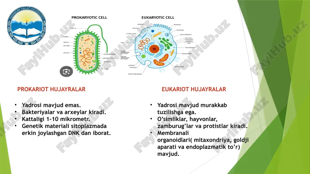ntezlanadi. peroksisomalar juda kichik tuzilmalar boʻlib (diametri 0.1–1 µm) mayda donador matritsaga ega. peroksisomalar tashqi tomondan bir qavat membrana bilan oʻralgan.[9] peroksisomalar tarkida organizm hayotiyligini taʼminlovchi oksidazalar hamda katalazalar joylashadi. peroksisomalar soni, hajmi va oqsil tarkibi oʻzgaruvchan boʻlib, hujayra turiga va atrof-muhit sharoitlariga bogʻliq. masalan, novvoylar ishlatadigan xamirturushlar yaxshi glukoza bilan taʼminlanganda faqat bir nechta, mayda peroksisomalar mavjudligi kuzatiladi. agar xamirturushlar juda uzun zanjirli yogʻ kislotalar bilan taʼminlansa 20dan 25gacha yirik peroksisomalar boʻlishi aniqlangan.[10] lizosoma — hujayra organoidi, hujayra ichida oziq hazm boʻlishini taʼminlaydi. zamburugʻlar va hayvonlar hujayrasida boʻladi. shakli pufakchaga oʻxshash, bir membranali, diametri 0,2—0,8 mkm. membranasi va matriksida 20 dan ortiq gidrolitik fermentlar (fosfataza, nukleazalar, katepsin, kollagenaza, glyukuronidaza, glyukozidaza va boshqalar) bor. fermentlari kuchsiz kislotali muhitda faol. hujayrada oʻnlab lizosoma bor. golji apparatida hosil boʻladi. endoplazmatik toʻr, endop lazmatik retikulum — eukariotlar hujayrasining membranali umumiy organoidi. aqsh olimi k.porter fibroblastlar endoplazmasida kashf etgan (1945). uning nafis tuzilishi elektron …