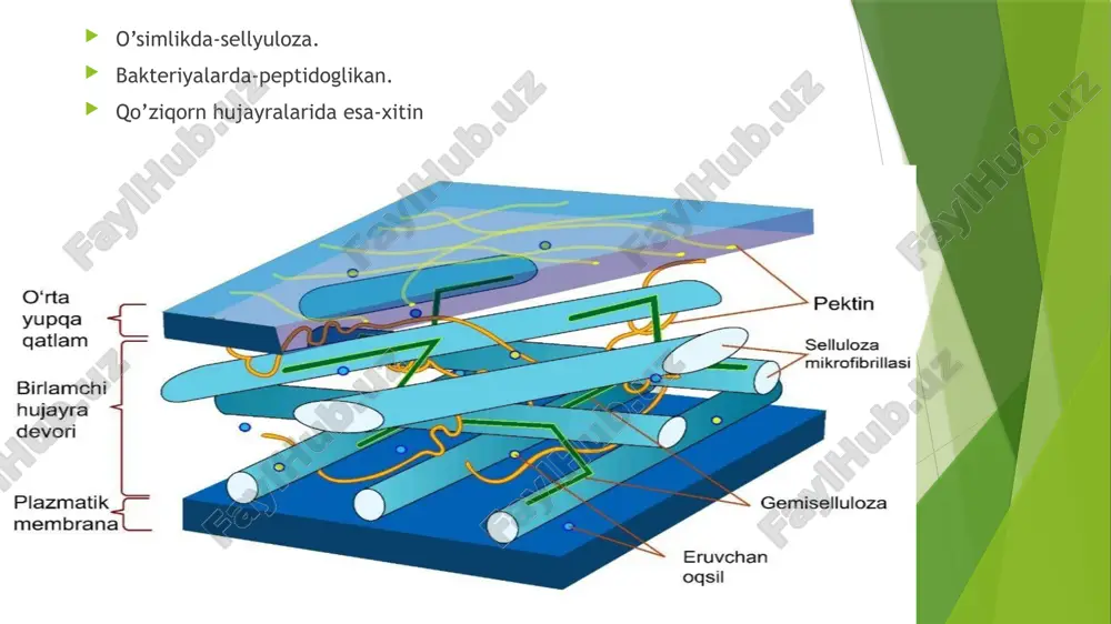 hujayra devori biologik menbraba protoplazma - Page 3
