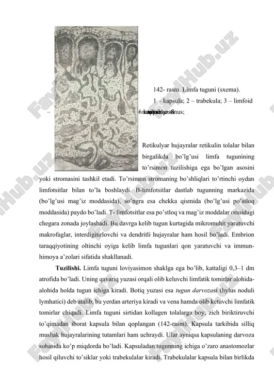 kil etadi. bu to’qima o’simtalarga ega yulduzsimon retikulyar hujayralardan va ular bilan chambarchas bog’langan retikulyar tolalardan tuzilgan. ular hosil qilgan to’r bo’shliqlarida t-, b- limfotsitlar va mikromuhit hujayralari joylashadi. tugunning darvoza sohasidan o’tadigan kesmasida to’qroq bo’yalgan, chekka joylashgan po’stloq (cortex) va ochroq bo’yalgan markaziy mag’iz (medulla) moddalarni ajratish mumkin. po’stloq modda asosan yumaloq va oval tuzilmalardan – limfoid follikulalardan iboratdir. mag’iz modda esa mag`iz tasmalari va ular orasida joylashgan sinuslardan tashkil topgan. po’stloq va mag’iz moddalar chegarasida limfotsitlar tarqoq holda yotadigan oraliq yoki po’stloq oldi zona (paracortex) farqlanadi. asosan t-limfotsitlar joylashishi tufayli bu soha timusga tobe yoki t-zona deb ataladi. po’stloq modda. limfoid follikullar po’stloq moddaning asosiy qismini tashkil etadi. ular diametric 0,5–1 mm atrofidagi yumaloq yoki oval tuzilmalardir. bu tuzilmalarning asosini reticular to’qima tashkil etib, uning to’rlarida limfotsitlar va mikromuhit hujayralari joylashgandir. har bir follikulda uning tashqi (qoplovchi), o’rta (oraliq) va markaziy qismlari farqlanadi. tashqi va oraliq qismlarda asosan …