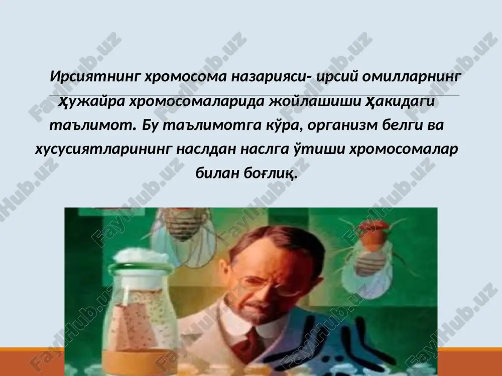 иккан ҳолда яъни гуруҳ-гуруҳ бўлиб ўтар экан. генларни бириккан ҳолда насладан-наслга ўтишини морган дрозофила пашшасида тажрибалар ўтказди. биринчи авлод дурагайлари 4 хил эмас, фақат 2 хил гамета хосил қилади. генларнинг бундай бирикишини тўлиқ бирикиш дейилади. генларнинг боғланган холда наслдан-наслга ўтишини ўрганиш натижалари менделнинг генларни мустақил таксимланиши қонунига зид бўлиб чиқди. генлар қачонки алохида-алохида хромосомаларда, яъни b, b ва v, v генлари 4 та хромосомада жойлашсагина улар мустакил тақсимланиши мумкин. морган дрозофила пашшаларини чатиштиришдан олган натижалари асосида қуйидаги хулосага келди. агар икки жуфт генлар, яъни 4 та ген 4 та хромосомада жойлашган бўлса, жинсий хужайраларнинг хосил бўлишида бу генларнинг ҳар бири алохида алохида гаметаларга тушади ва мустақил холда наслдан-наслга ўтади. генларнинг бириккан холатда бўлишининг бузилиши. демак, битта хромосомада жойлашган генлар ўзаро бириккан бўлиб, шу хромосома билан биргаликда келгуси авлодларга ўтади. лекин генларнинг битта хромосомага бириккан холда бўлиши доимо хам кузатилавермайди. чунки генларнинг ўзаро боғланганлиги бузилиши мумкин. бу холатни морган ўзининг қуйидаги …