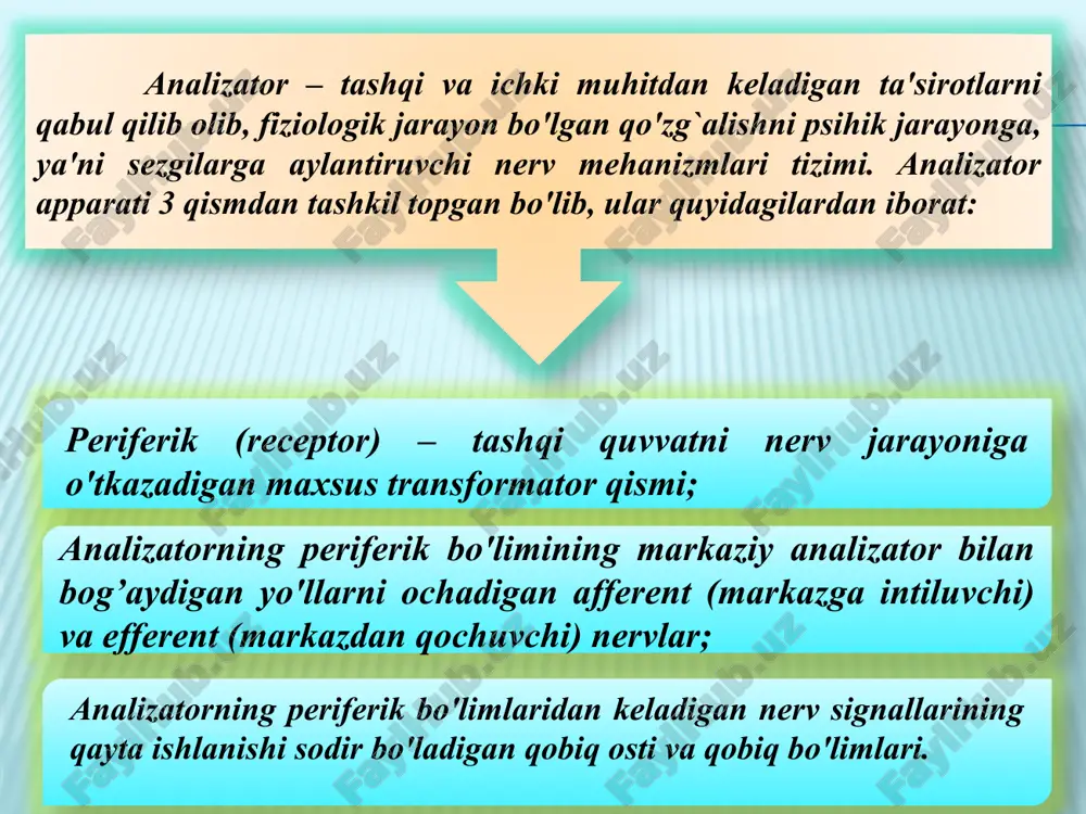 gavdaning fazodagi holati, sezgirligi statik sezgilarda o'z ifodasini topadi. uning markazi ichki quloq kanallarida joylashgan bo'lib, ular o'zaro bir-biriga perpendikulyar bo'shliqda tutash holatda yotadi. sezgining quyidagi turlari mavjud: ko`rish sezgilari; eshitish sezgilari; hid bilish sezgilari; tam bilish sezgilari; teri sezgilari; mustaqil harakat(kinestetik); statistik sezgilari; organik sezgilari; ranglar quyidagi turlarga ajratiladi: xromatik ranglar psixofiziologik qonunga ko'ra yorug`lik nurlari uchburchak shisha prizma orqali o'tib singanda hosil bo'ladigan rangga aytiladi va ularga kamalak ranglar, ya'ni qizil, zarg`aldoq, sariq, yashil, havo rang, ko'k, binafsha tuslarini qamrab oladi. axromatik ranglar odatda oq rang, qora rang, kulrang va ularning turlicha ko'rinishlariga aytiladi. kolbachalar yordami bilan xromatik, ya'ni kunduzgi ranglar ko'riladi. tayoqchalar yorug`likni yaxshi sezuvchan bo'lib, hira va qorong`u paytlarda o'z funksiyasini bajaradi, axromatik ranglarni aks ettiradi. aim.uz uch rangli sezgi nazariyasining asosiy qoidalari 1756 yilda m.v.lomonosov tomonidan bayon qilingan bo'lsa, 1856 yildan keyin nemis fizigi g.gelmgols tomonidan uni to'la isbotlab berilgan ushbu nazariyaga binoan to'r pardaning …