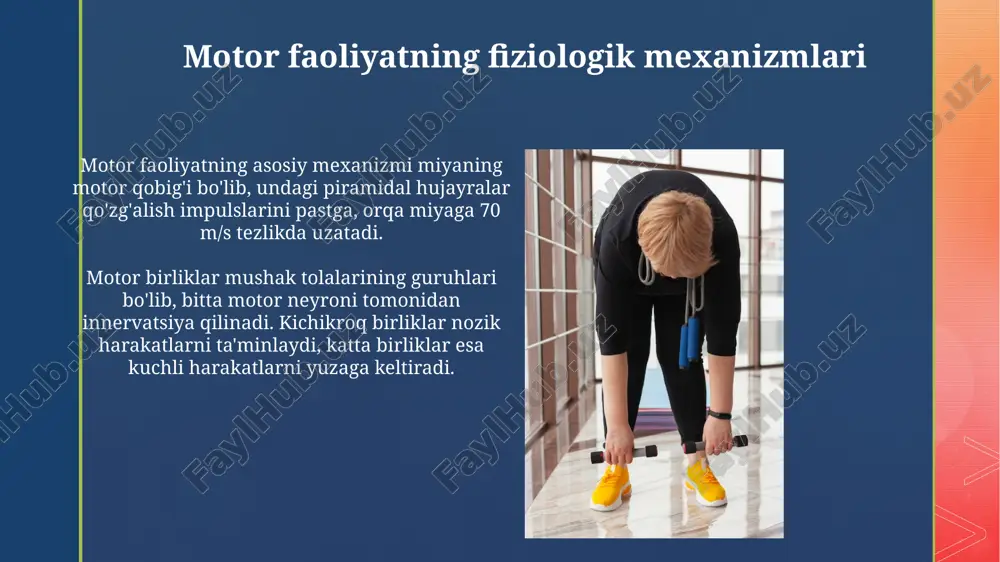i bog'lanish joylarini ochib beradi, bu esa miozin ko'priklarining hosil bo'lishiga imkon yaratadi. mushak tonusi va postural nazorat mushak tonusi, miyaning tonik ta'sirlari va alfa motor neyronlarning doimiy past darajadagi faolligi tufayli yuzaga keladi, bu esa 5-10 hz tezlikda impuls hosil qiladi. postural nazorat vestibulyar apparat, ko'rish tizimi va proprioseptorlardan olingan ma'lumotlarni integratsiyalash orqali amalga oshiriladi; bu integratsiya miyachada sodir bo'ladi. propriosepsiya va kinesteziya propriosepsiya, asosan mushak shpindellari va golgi tendon organlari orqali ta'minlanadi, tana a'zolarining fazoviy joylashuvi va harakat tezligi haqida ongli bo'lmagan ma'lumot beradi. kinesteziya esa bo'g'imlardagi, mushaklardagi va teridagi sensorlar orqali harakatlanish sezgisini shakllantiradi, bu harakatning yo'nalishi, amplituda va kuchini idrok etishga yordam beradi. harakatning afferent nazorati afferent nazorat harakat davomida mushaklardan, bo‘g‘imlardan va teridan keladigan sezgi signallarini integratsiyalaydi, bu esa 1a tolalar orqali mushakning cho‘zilishi haqida ma’lumot beradi. golji tendon organlari, harakatdagi afferent nazoratning muhim qismi sifatida, 1b afferent tolalari orqali mushak kuchlanishi haqida ma’lumot beradi, …