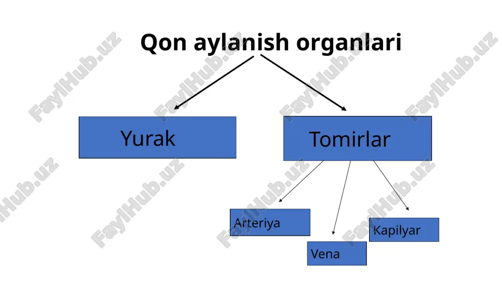 in a bo‘ladi. iv guruhda - eritrotsitlarda a va b agglyutinogenlar bo‘lib, qon plazmasida agglyutininlar bo‘lmaydi. rezus faktor. 1941-yilda nemis olimi landteyner tomonidan macacus phesis degan maymun qonida topilgan. kishilardan 86% ining qonida rezus-factor borligi, 14% ida esa bu faktor yo‘qligi aniqlangan. rezus-faktori kishilar rezus musbat kishilar (rh+), rezus faktorsiz kishilar rezus-manfiy kishilar (rh -) deb ataladi. rezus - faktor eritrotsitlarda boladi jinsga va yoshga bogliq bolmaydi, u eritrotsitlarning agllyutinogenlari bilan boglangan emas. agllyutinogenlarga qarma-qarshi olaroq, zardobda rezus-factor agglyutininlari yoki antitelalari yo‘q. qonning yoshga xos xususiyatlari bola qancha yosh bo‘lsa, moddalar almashinuvi shuncha kuchli bo‘ladi. bolalarda qoning miqdori bolaning o‘sishi va rivojlanishi jarayonida oshib borsa, nisbiy miqdori kamayib boradi. yangi tug‘ilgan bolada qon tana vaznining 15% ni, bir yashar bolada 11% ni, 6 yoshdan 14 yoshgacha 14% ni, katta odamda esa 7% ni tashkil etadi. yangi tug‘ilgan bolada eritrotsitlar ko‘p bo'lganidan qonning yopishqoqligi 10-11 bo‘lib, ikki yoshda 6 gacha tushadi, …