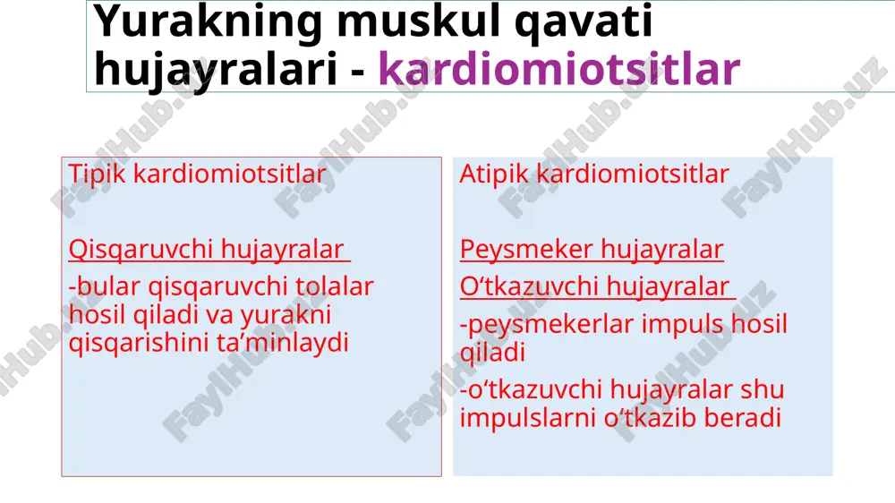yurak fiziologiyasi - Page 3