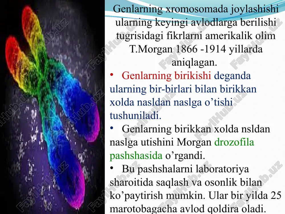 mosomalari deyiladi. x yoki y xromosomada joylashgan genlar jinsga birikkan genlar deyiladi. x xromosomada joylashgan genlar erkak hamda ayolda birdek uchrasa, y xromosomada joylashgan gen faqat erkaklarda uchraydi. x xromosomaga birikkan holda irsiylanish x xromosomaga y xromosomaga nisbatan koʻproq belgilar bogʻlangan. chunki y xromosoma birmuncha kaltaroq va undagi genlar soni ham kamroqdir. x xromosomaga birikkan genlar oʻziga xos irsiylanish xususiyatiga ega, chunki ularning soni erkak (xy) hamda ayollar (xx)da turlichadir. urgʻochi organizmlarda ikkita x xromosoma borligi sababli ushbu xromosomada joylashgan genlar ikkita nusxaga ega boʻladi. bu esa ularning gomozigota yoki geterozigota boʻlishini taʼminlaydi. x xromosomaga bogʻliq irsiy kasalliklar x xromosomaga bogʻliq kasalliklar ayollardan koʻra erkaklarda koʻproq uchraydi. erkaklar faqatgina bitta x xromosomaga va x- xromosomaga birikkan genlarning yagona nusxasiga ega boʻlganligi bois qanday gen alleli qabul qilinishidan qatʼi nazar, oʻsha gen fenotipda namoyon boʻladi. bunga misol qilib qon ivishi bilan bogʻliq gemofiliya kasalligini olishimiz mumkin. gemofiliya geni boʻyicha geterozigota ayollar …