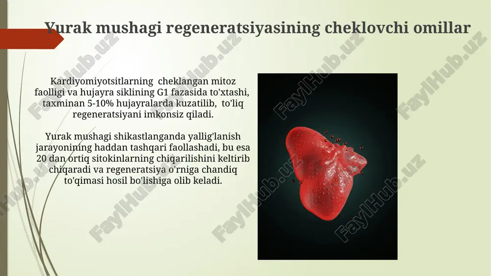 a'minlashga umid bag'ishlaydi, biroq hali klinik sinovlardan o'tmagan. regeneratsiyani rag'batlantiruvchi strategiya va usullar 10-20 mg/kg dozadasida m-stel hujayralari transplantatsiyasi, yurak mushagining regeneratsiyasini kuchaytirish va qalbning funktsional qobiliyatini 15-20% yaxshilashda muhim ahamiyatga ega. yurak mushak hujayralarining o'z-o'zini tiklash qobiliyatini 3-5% ga oshirish uchun, kardiomiyositlarning proliferatsiyasi va differensiatsiyasini rag'batlantiruvchi o'sish omillarini, masalan, vegf va hgf ni qo'llash samarali. xulosa va muhokama yurak mushagining regeneratsiyasi darajasi turli omillarga, jumladan, yoshga, shikastlanish darajasiga va mavjud bo'lgan kasalliklarga bog'liq bo'lib, o'rtacha 1% dan kamroqni tashkil etadi. kardiomiotsitlarning proliferatsiyasi va differensiatsiyasi jarayonlarini kuchaytirish uchun 3 ta asosiy hujayra mexanizmlarini – parp inhibitörlari, mir-21 ning inhibitsiyasi va hif-1α aktivatsiyasi – o'rganish muhimdir. hayvonlar modellarida o'tkazilgan tadqiqotlar yurak mushagining regeneratsiyasi bo'yicha sichqonlar modelida o'tkazilgan tadqiqotlar shuni ko'rsatdiki, gata4 transkripsiya omilining ortiqcha ekspressioni miokard infarktidan keyin yurak funksiyasining 20% ga yaxshilanishiga olib keldi. katta hayvonlar modellarida (masalan, cho'chqalar) o'tkazilgan tadqiqotlar, hujayra terapiyasi yordamida yurak mushagining regeneratsiyasi samaradorligini 15-25% atrofida …