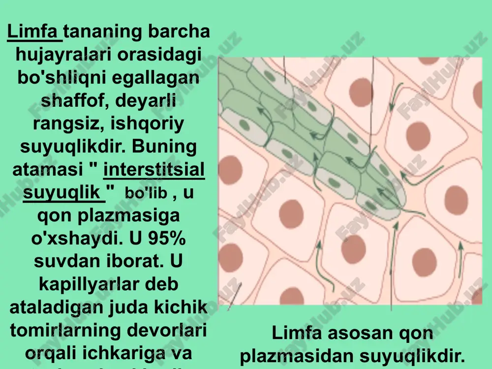 limfa sistemasi - Page 3
