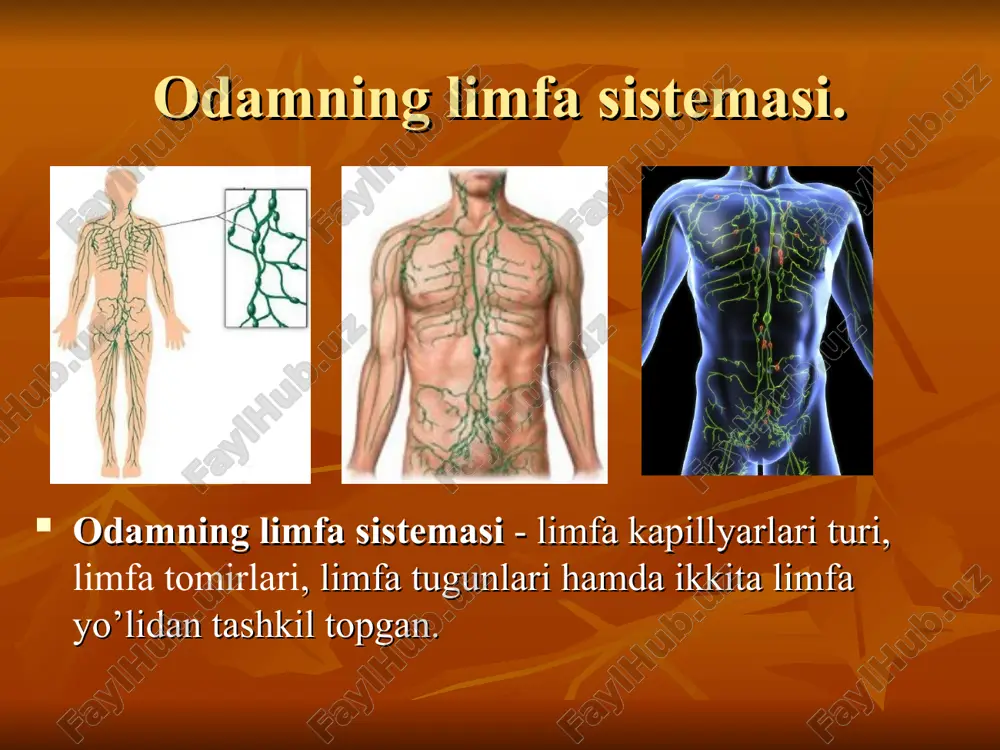 orta teshigi orqali ko’krak bo’shlig’iga kiradi. ko’krak limfa yo’li aorta ravog’iga etgach chapga burilib, chap venoz burchakka quyiladi. ko’krak limfa yo’lining quyiladigan joyiga chap bronxomediastinal limfa stvoli (ko’krak bo’shlig’ining chap yarmidan limfa yig’adi) chap umrov osti stvoli (chap qo’ldan limfa yig’adi) va bo’yinturuq limfa stvoli (bosh bilan bo’yinning chap yarmidan limfa yig’adi) kelib qo’shiladi. o’ng limfa yo’li bosh bilan bo’yinning o’ng yarmidan, o’ng qo’ldan va ko’krakdan (ung yarmidan limfa suyuqligini) yig’adi. bu yo’l o’ng bo’yinturuk limfa stvoli o’ng o’mrov osti limfa stvoli, o’ng brokxomediastinal limfa qo’shilishidan vujudga keladi.