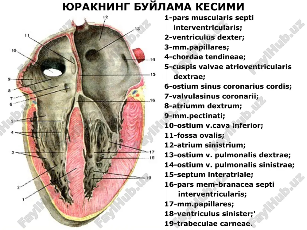 юрак анатомияси - Page 3