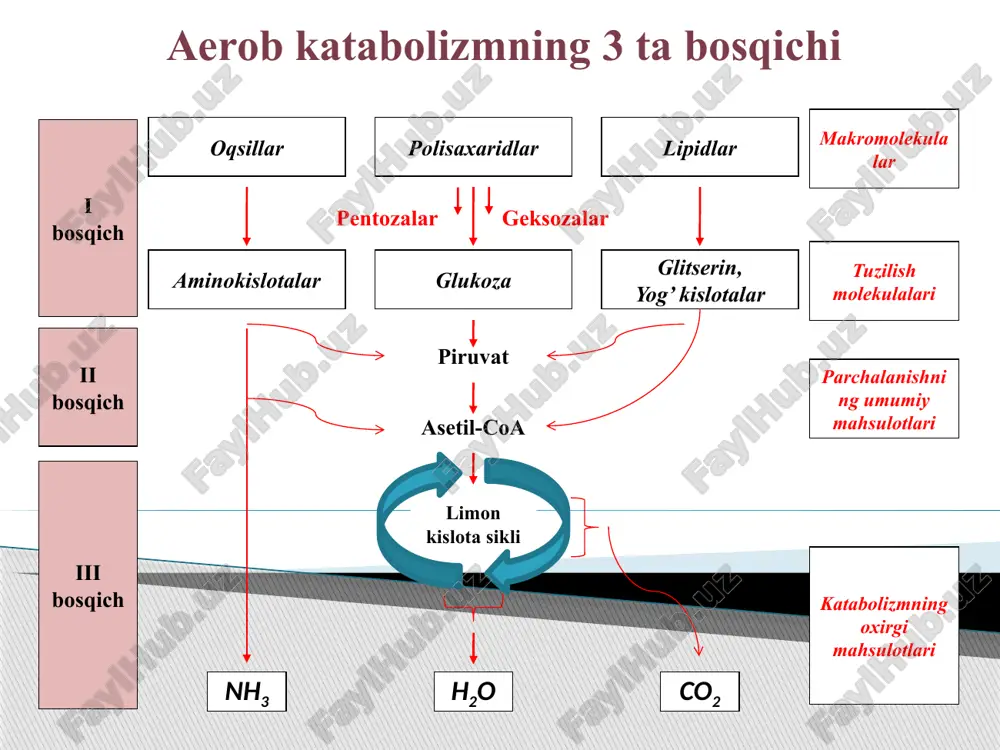 yoviy energiyani metabolik energiyaga aylantirishdir: bu energiya atf shaklida zahira xolda to’planadi. krebs siklida 1 mol atsetil-koa oksidlanishidan etz bog’liq xolda 11 molekula atf va 1 mol gtf hosil bo’ladi ja’mi 12 molekula atf energiyasiga teng energiya to’planadi. 1 molekula gtf esa suksinil-koa ning suksinatga utishida ya’ni substratli fosforlanish natijasida hosil bo’ladi. uch karbon kislotalar sikli boshqarilishining allosterik mexanizmlari trikarbon kislotalar siklining funksianal tezligi hujayraning atf ga bo’lgan extiyojiga moslashgandir: 1) pirouzum kislotasining atsetil-koa aylanishi atf, atsetil-koa va nadh ta’sirida sekinlashtiriladi. 2) bosqarishning birinchi reaksiyasida oksaloatsetat bilan atsetil-koadan sitratning sintezlanishidir. sitrat-sintaza fermentining allosterik ingibitori atf dir. atf miqdorining ko’payishi sitrat hosil bo’lishini kamaytiradi. 3) ikkinchi bosqaruvchi reaksiya fermenti adf ta’sirida allosterik yo’l bilan stimulyasiya qilinib, uning substratlarga nisbatan moyilligi kuchayishidir. izotsitrat, nad, mg2+, va adf lar boglanishida o’zaro kooperativlik mavjuddir. bundan tashqari nadf izotsitrat degidrogenaza fermentidan nad+ ni siqib chiqarish yo’li bilan ta’sirini susaytiradi. 4) trikarbon kislotalarning uchinchi bosqarish reaksiyasi …