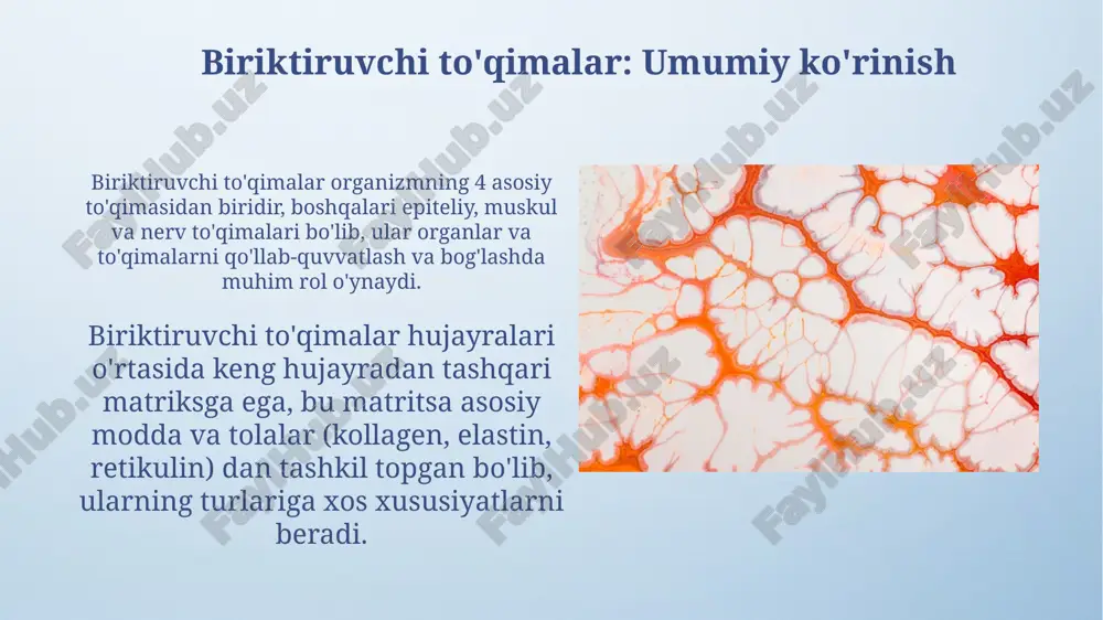 a, qovurg'alarda va traxeyada uchraydi, silliq va kam ishqalanishli harakatni ta'minlaydi. elastik tog'ay tarkibida ko'p miqdordagi elastik tolalar mavjud bo'lib, moslashuvchanlikni ta'minlaydi. u quloq suprasida va epiglotda joylashgan, shaklni saqlab qolgan holda egiluvchanlikni ta'minlaydi. xaftaga to'qimasining tuzilishi va funksiyalari xaftaga to'qimasi hujayralardan (xondrotsitlar) va ularni o'rab turuvchi hujayralararo moddadan (matrix) iborat bo'lib, matrix asosan kollagen tolalaridan tashkil topgan. ushbu to'qima uch xil asosiy turga bo'linadi: gialin xaftaga (eng keng tarqalgani), elastik xaftaga (egiluvchanligi yuqori) va fibroz xaftaga (mustahkamligi bilan ajralib turadi). klinik ahamiyati va kasalliklari osteoartrit xaftaga ta'sir qiladi, 65 yoshdan oshganlarning 80% gacha ta'sir qiladi, og'riq va harakatchanlikni cheklash bilan bog'liq bo'lgan xaftaga asta-sekin buzilishini keltirib chiqaradi. revmatoid artrit, taxminan 1% aholiga ta'sir qiladi, xaftaga shikast etkazadigan otoimmun kasallik bo'lib, bo'g'imlarning yallig'lanishi va deformatsiyasiga olib keladi. e'tiboringiz uchun rahmat image4.png image5.png image6.jpg image7.jpg image8.jpg image9.jpg image10.jpg image11.jpg image12.jpg image13.jpg image14.jpg image15.jpg image16.jpg image17.jpg image1.jpeg