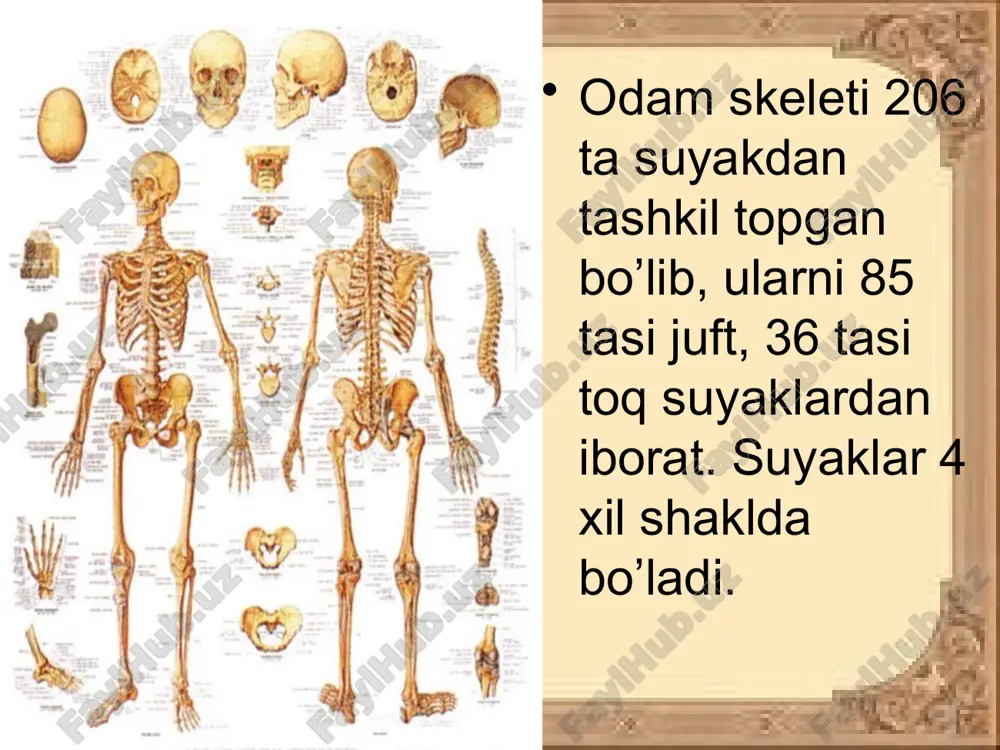 suyaklar tuzilishi - Page 3
