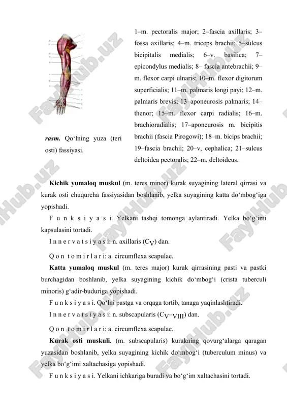 o‘g‘im yuzasi tepasidagi g‘adir-budur (tuberculum rasm. yelka kamari va yelka muskullari. 1–m. subscapularis; 2–foramen trilaterum; 3–m. teres major; 4–m. latissimus dorsi; 5–caput longum m. tricipitis brachii; 6–caput mediale m. tricepitis brachii; 7–fossa cubitalis; 8–epicondylus medialis; 9–aponeurosis m. bicipitis brachii (fascia pirogowi); 10–fascia antebrachii; 11–m. brachioradialis; 12–m. biceps brachii payi; 13–m. pronator teres; 14–m. brachialis; 15–m. biceps brachii; 16–m. coracobrachialis; 17–caput bravis m. bicipitis brachii; 18–m. pectoralis major (kesilgan); 19–caput longum m. bicipitis brachii; 20–m. deltoideus; 21–m. pectoralis minor (kesilgan). supraglenoidale) dan boshlanib, uzun payi yelka bo‘g‘imi bo‘shlig‘idan o‘tadi, g‘adir-budur qirralari oraliq egatcha (sulcus intertubercularis)da sinovial qin (vagina synovialis intertubercularis) bilan o‘ralgan bo‘ladi: kalta boshi (caput brevis) kurakning tumshuqsimon o‘sig‘i (processus coracoideus) dan boshlanib, ikkala boshi qo‘shiladi, so‘ngra bilak suyagining g‘adir-buduri (tuberositas radii) ga va bilak fassiyasiga pay bo‘lib yopishadi. bilak g‘adir-buduri bilan muskul payi oralig‘ida – bursa bicipitoradialis joylashgan. rasm. qo‘l muskulla 1–m. pectoralis major; 2–m. obliquus externus abdominis; 3–m. …