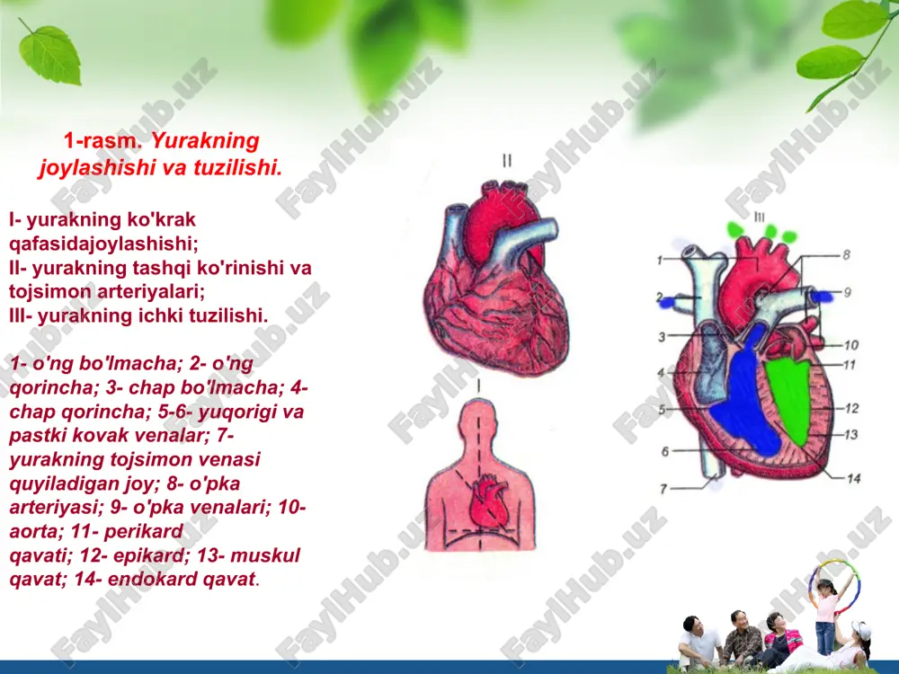 arnikiga nisbatan ko’proq bo’ladi (80-100ml). qon plazmasi. qon plazmasi qonning suyuq qismi bo’lib, u murakkab aralashmadir. uning tarkibida oqsillar, yog’lar, uglevodlar, mineral tuzlar, gormonlar, fermentlar, antitelalar va erigan holdagi gazlar (kislorod, karbonat angidrid kabilar) bo’ladi. qon plazmasi tarkibida organizmning hayoti-o’sishi va rivojlanishi uchun zarur barcha oziq moddalar bo’lib, ular ovqat hazm qilish organlaridan qonga so’riladi. qonning doimiy harakati natijasida bu moddalar hujayralarga o’tadi va o’zlashtiriladi. moddalar almashinuvi natijasida hujayralarda hosil bo’lgan qoldiq moddalar qonga o’tib, ayirish organlariga yetkaziladi va tashqariga chiqarib yuboriladi. plazma tarkibidagi vitaminlar, fermentlar, gormonlar hujayralarda moddalar almashinuvi jarayoni normal o’tishida va antitelalar organizmni yuqumli kasalliklardan himoya qilishida muhim ahamiyatga ega. l/o/g/o gemoglabin o’pkada havo tarkibidagi kislarod bilan birikib oksi gemoglabin hosil qiladiva to;qimalarga borib gemoglabinga va kislarotga ajraladi. gemoglabin to’qima hujayralarga kislarodni berib to’qima hujayralaridan karbonat angidrid gazini briktirib olib o’pkada ajratadi. shuning natijasida ichki nafas olish sodir bo’ladi. eritrositlarning soni yoki gemoglabin miqdorini kamayishi kam qonlik …